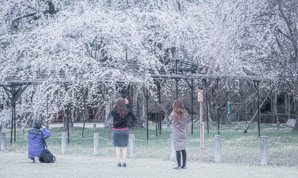 大きな桜を撮る人達