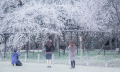 大きな桜を撮る人達