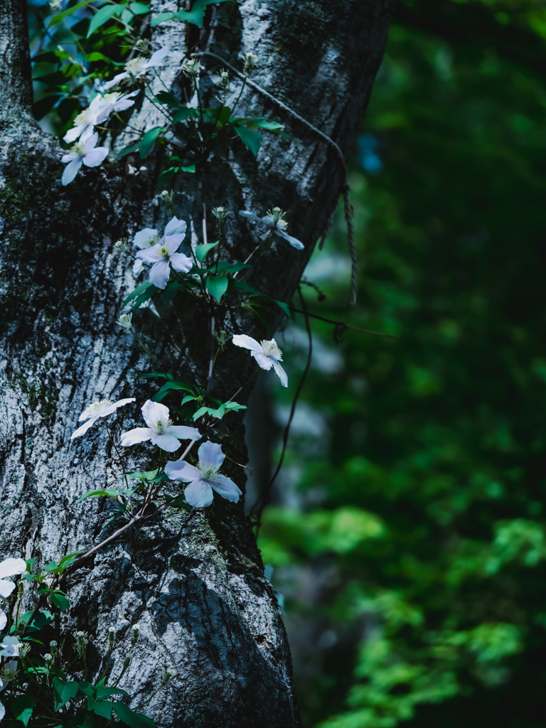 巻き付きつつ咲く白い花