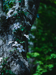 巻き付きつつ咲く白い花