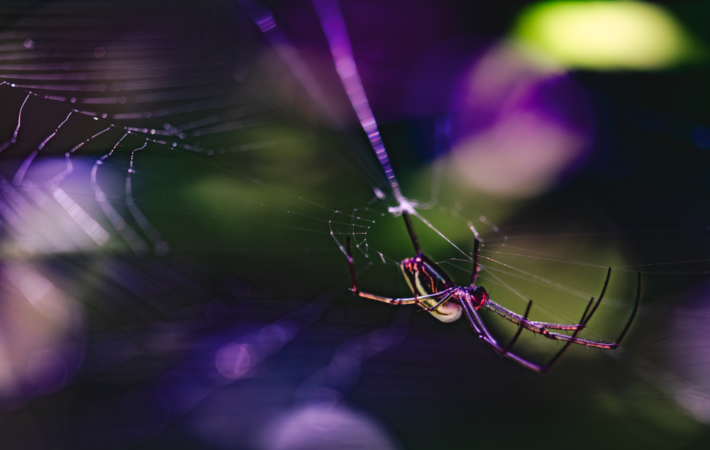 スペーススパイダーだ〜