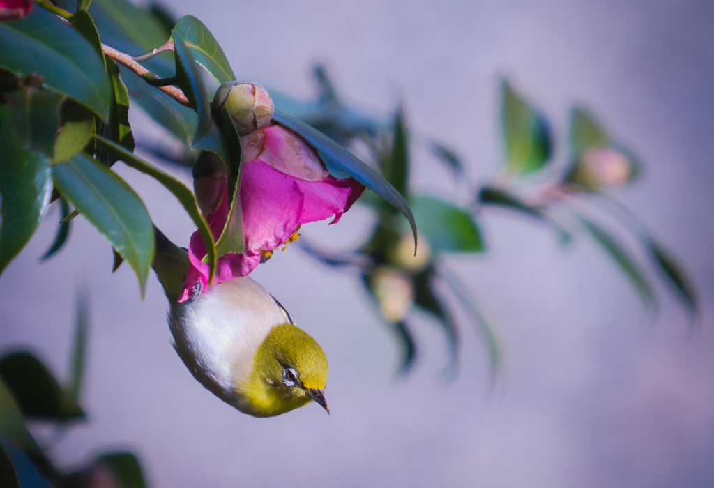 椿に掴まるメジロさん