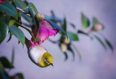 椿に掴まるメジロさん