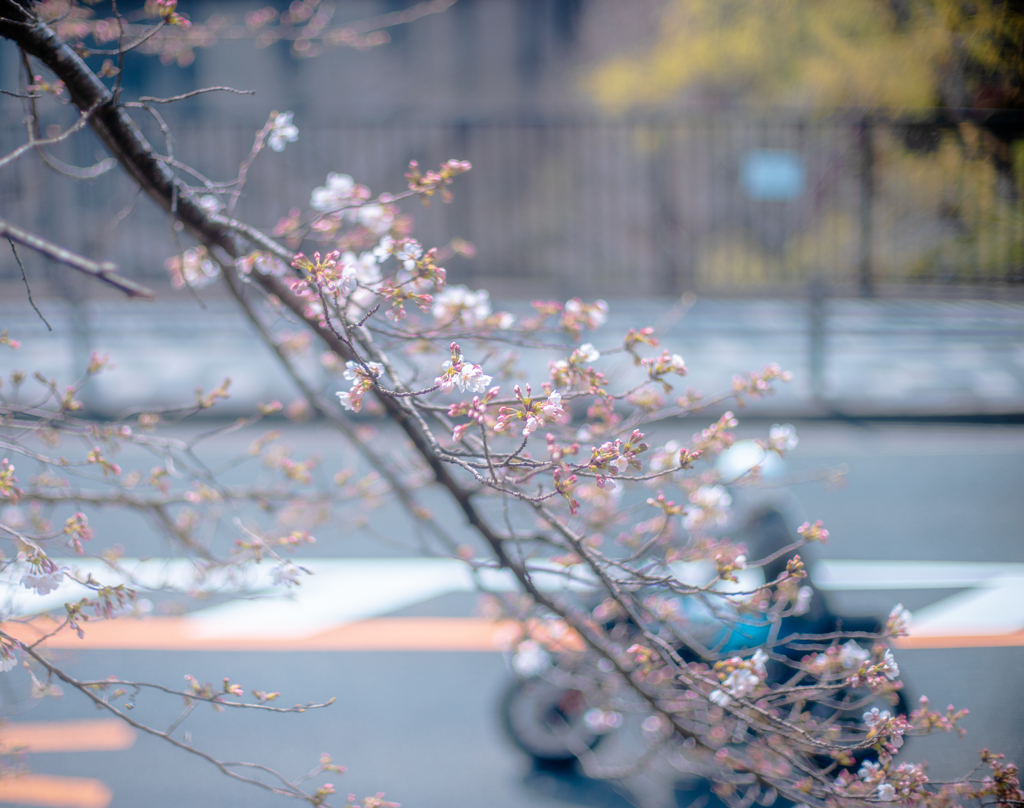 蹴上インクラインの桜