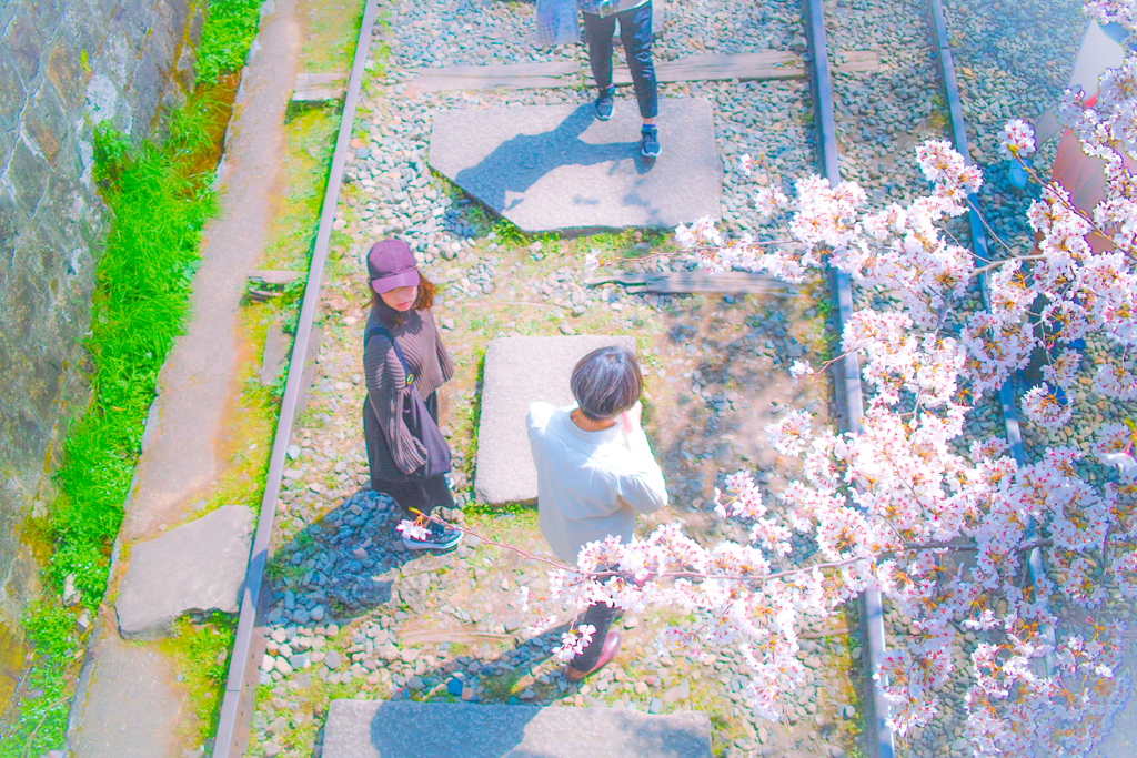 インクラインの桜
