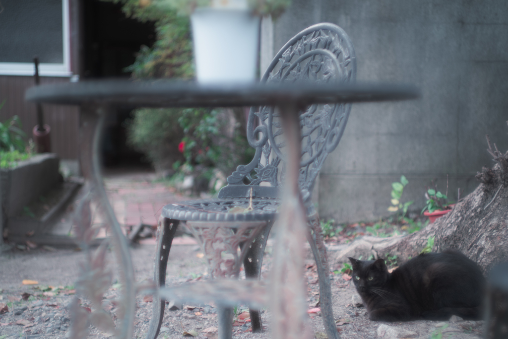 椅子には座らない猫