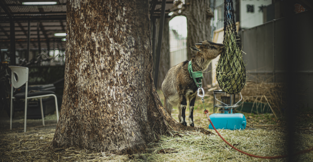 きっと偏差値の高い山羊