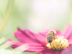 ミツバチさん、お団子ひとつくださいな。