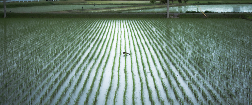 広い田んぼにポツンと一羽