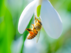 スノードロップが好きなのかな？