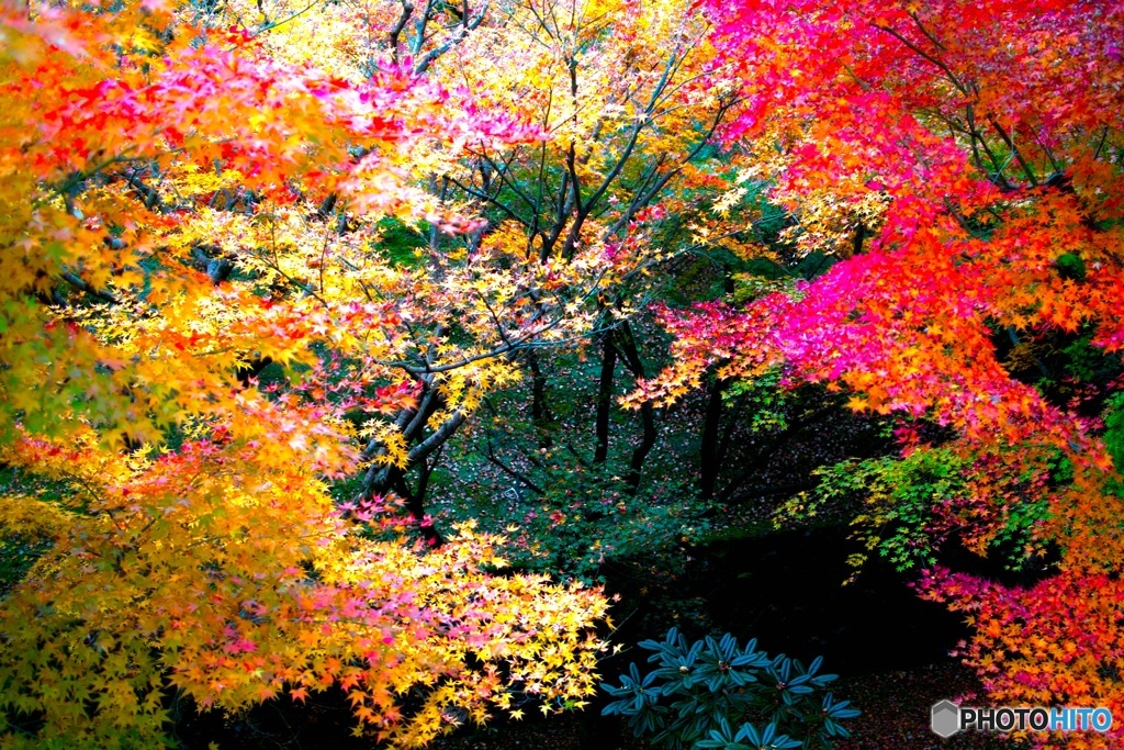 東福寺紅葉②