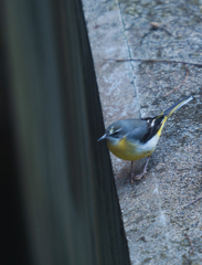 はじめましてのキセキレイ