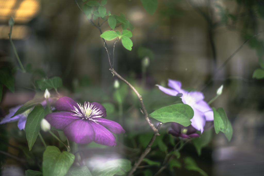 硝子の向こうの花瓶の花