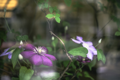硝子の向こうの花瓶の花