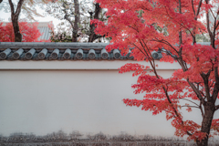 白い壁に紅葉が映える