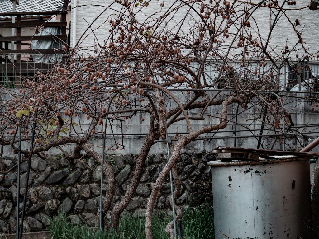 キウイがいっぱい成っている