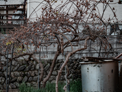 キウイがいっぱい成っている