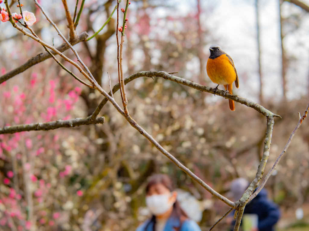 今日も撮らせてくれるのね