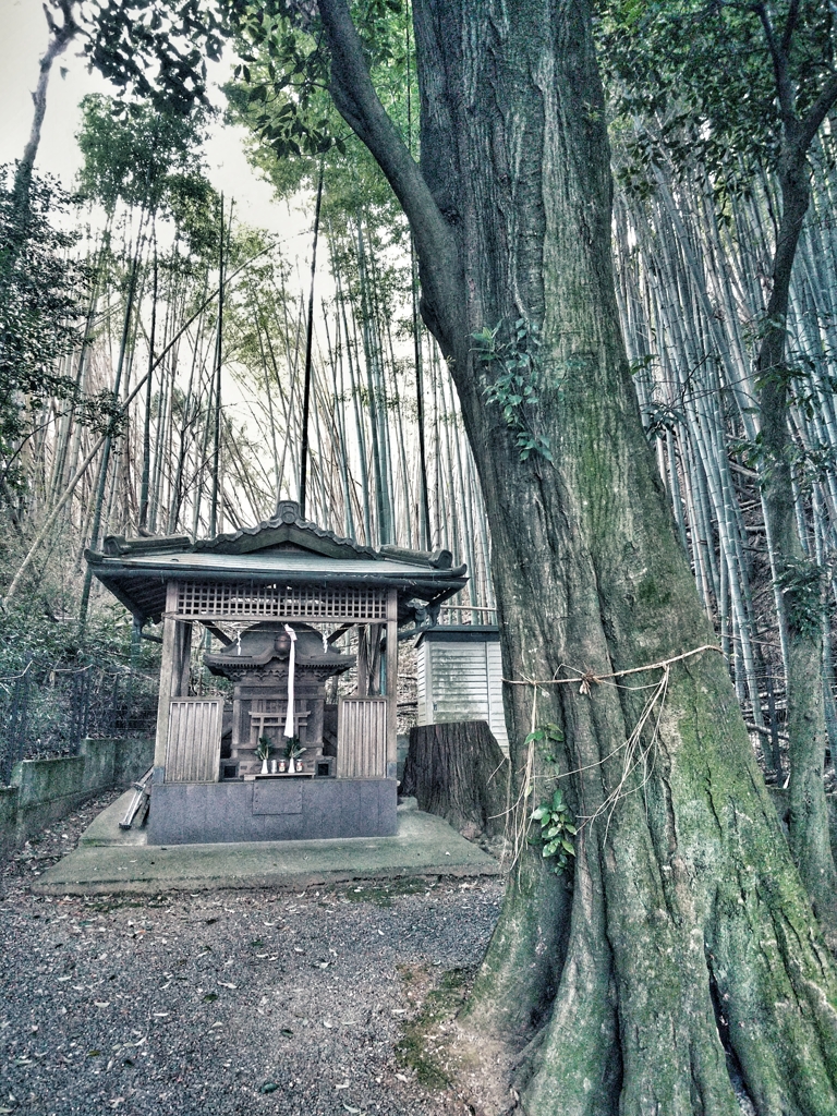 小さな社　大きな御神木