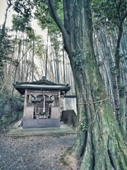 小さな社　大きな御神木