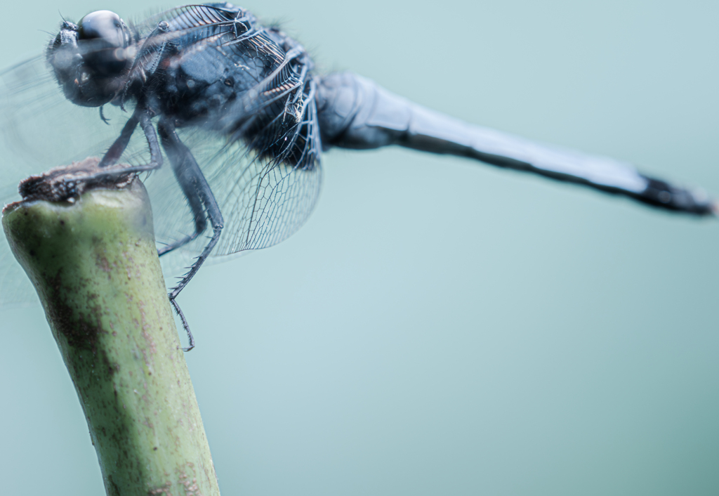 塩辛系イケメン