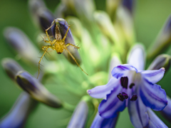 アガパンスパイダーⅡ