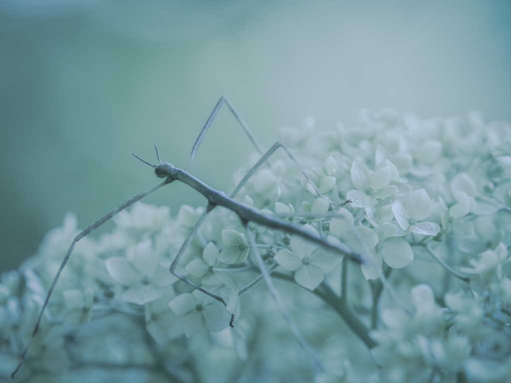 紫陽花星を侵略しに来たエイリアン