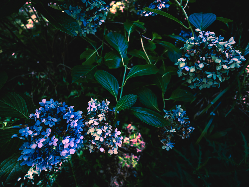 枯れそうで枯れない紫陽花