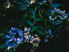 枯れそうで枯れない紫陽花