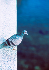 ブチギレポッポさん