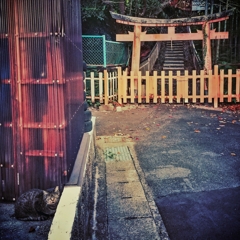 警戒心の強き猫