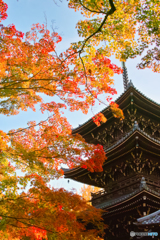真如堂の紅葉と塔
