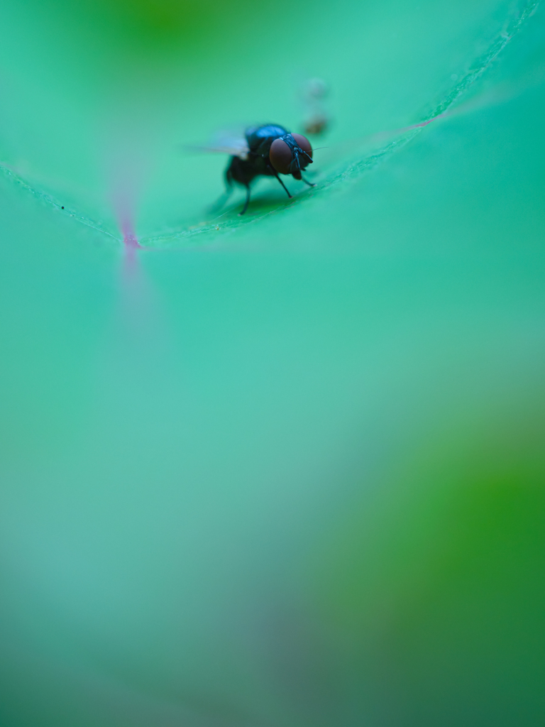 ワタシのことスキ？キライ？