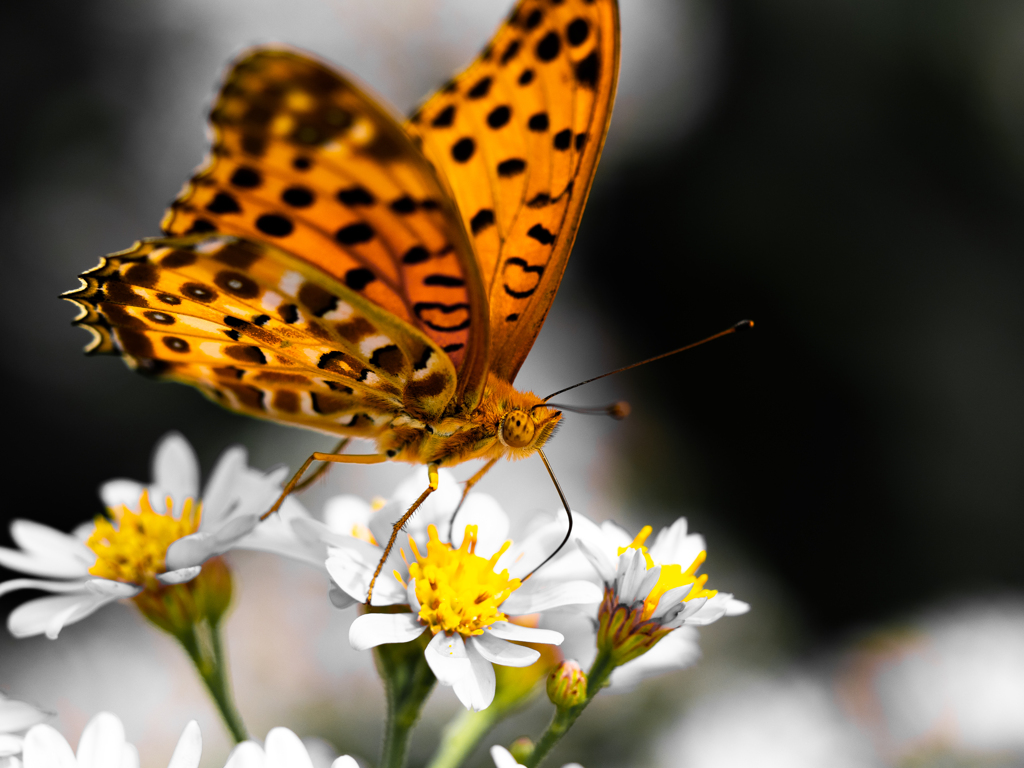 背景はモノクローム