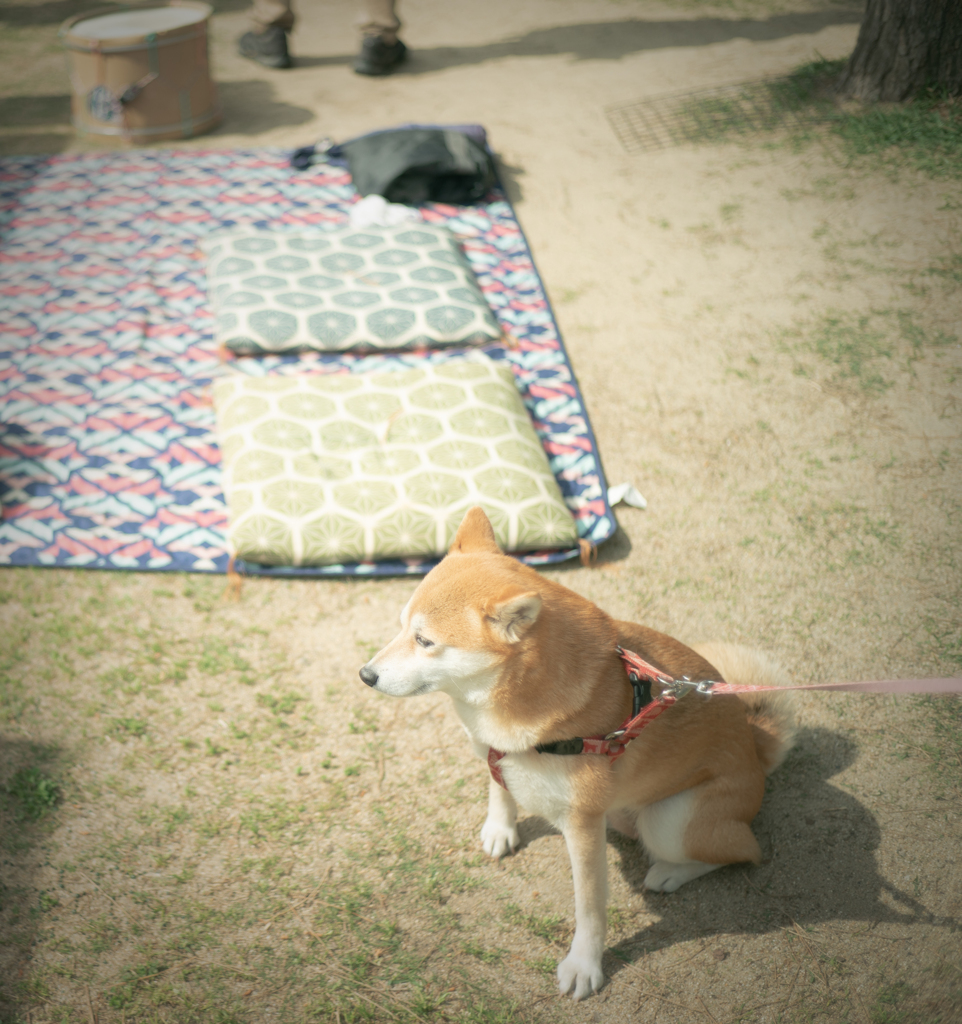 最近は犬も好き
