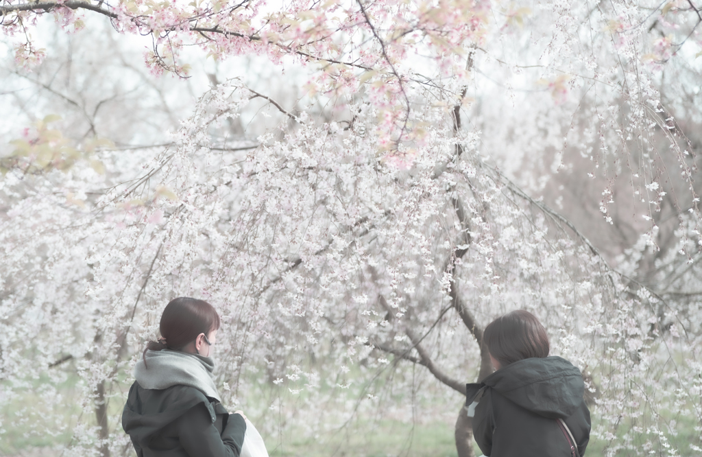 枝垂れ桜を眺める人々