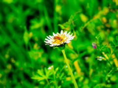 白タンポポとミツバチさん