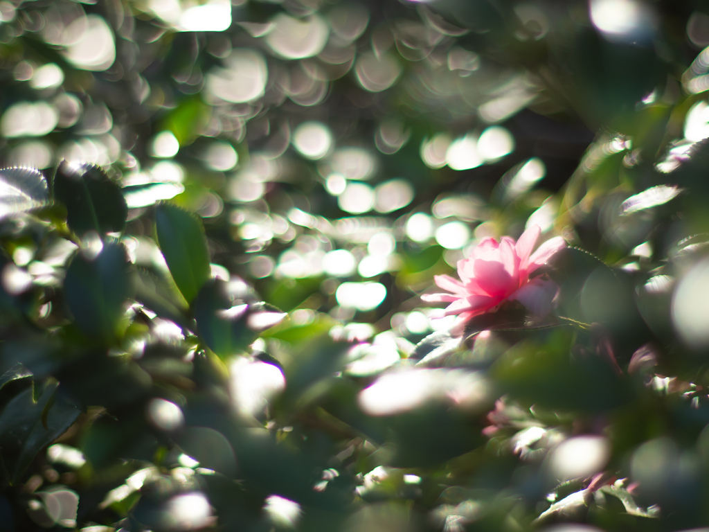 はっぱきらきら