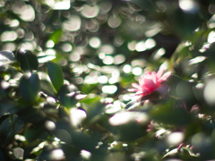 はっぱきらきら