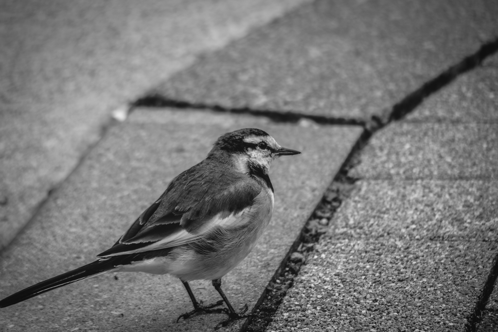 人馴れしているセキレイさん
