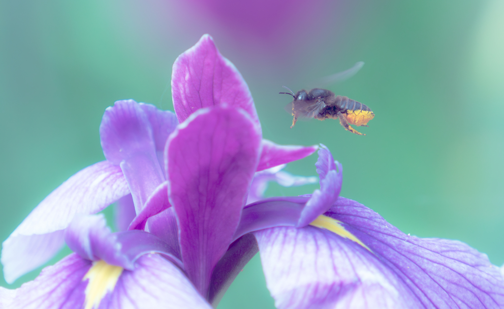 結構なお点前で