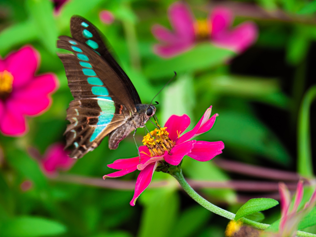 花の蜜って完全栄養食なのかな？