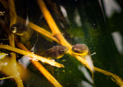 「ヒソヒソヒソ」「フンフンフン」