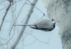 木の芽のようなものを食べてる