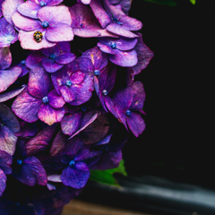 黒×黄のてんとう虫