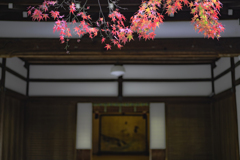 今年も紅葉はいまいちかもね
