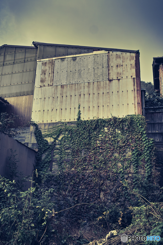 空き地から這い上がる蔦