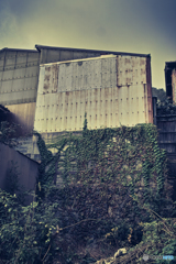 空き地から這い上がる蔦