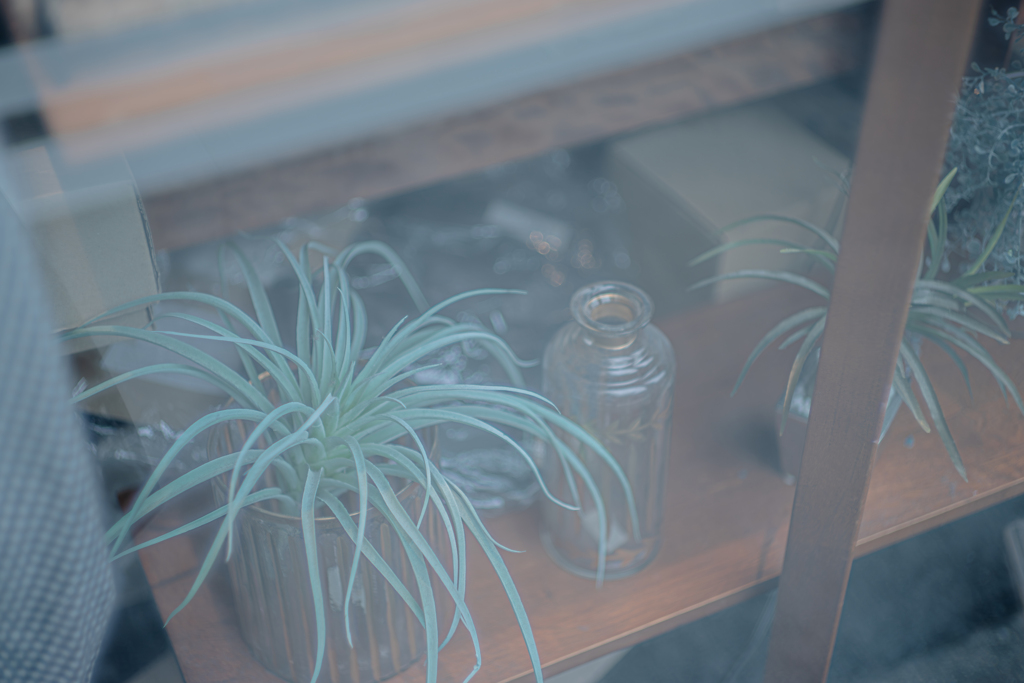 観葉植物ばかり撮ってたらあかんよう