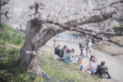 桜の下でお花見する人々